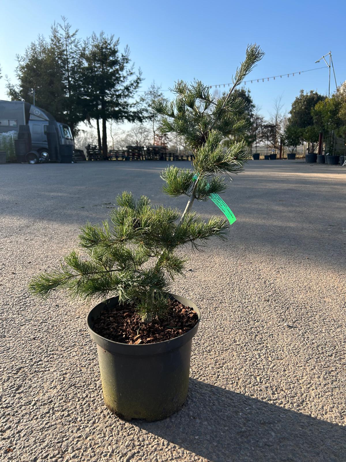 Pinus parviflora 'San Bo'