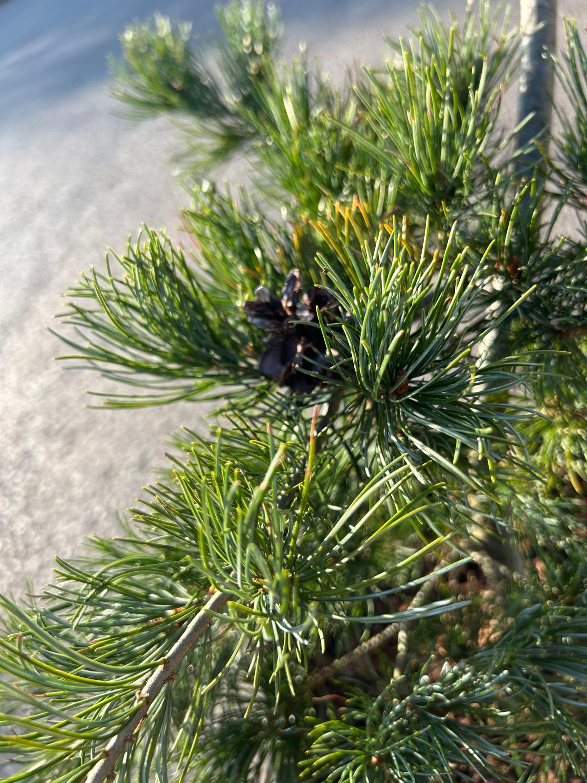 Pinus parviflora 'San Bo' - Image 2