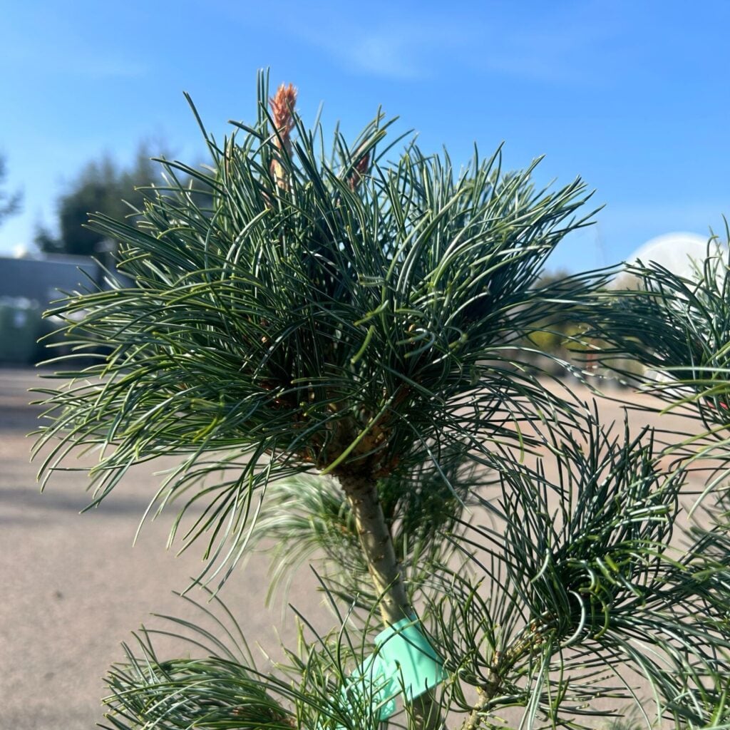 Pinus parviflora 'Blue Angel' - Image 3