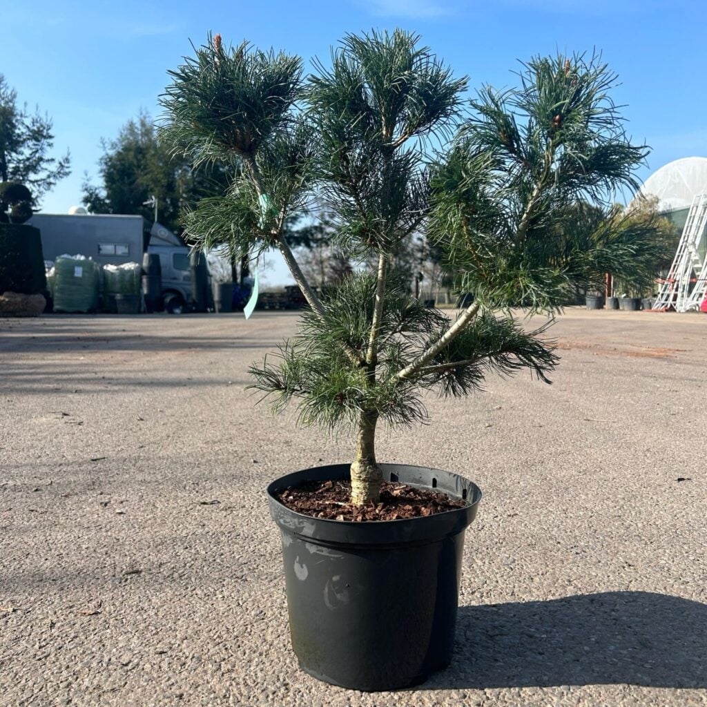 Pinus parviflora 'Blue Angel' - Image 2