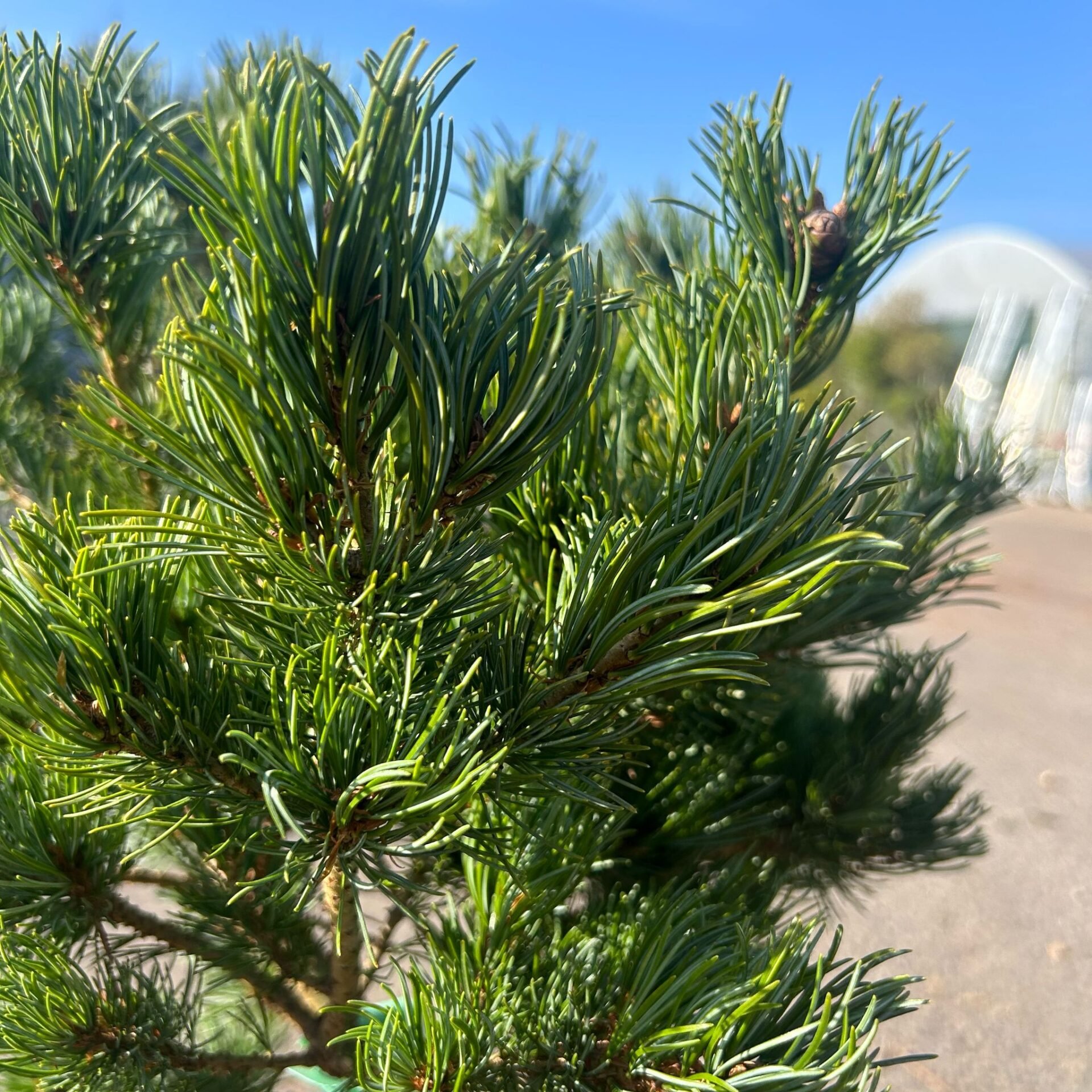 Pinus parviflora 'Hagaromo Seedling' - Image 2
