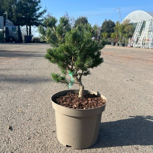 Pinus parviflora 'Hagaromo Seedling' (P1)