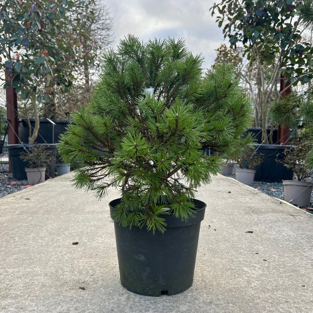 Pinus mugo 'Skolka'