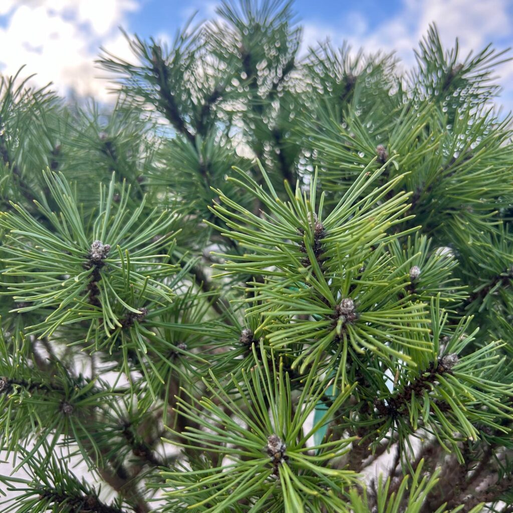 Pinus mugo 'Skolka' - Image 2