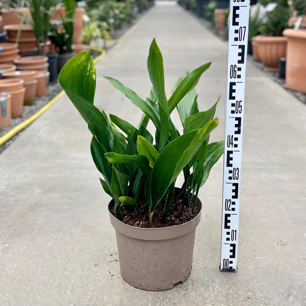 Aspidistra elatior - Image 4
