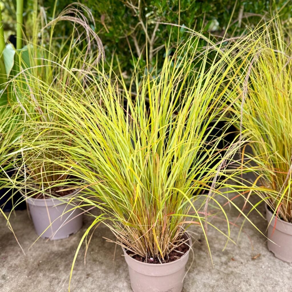Anemanthele lessoniana