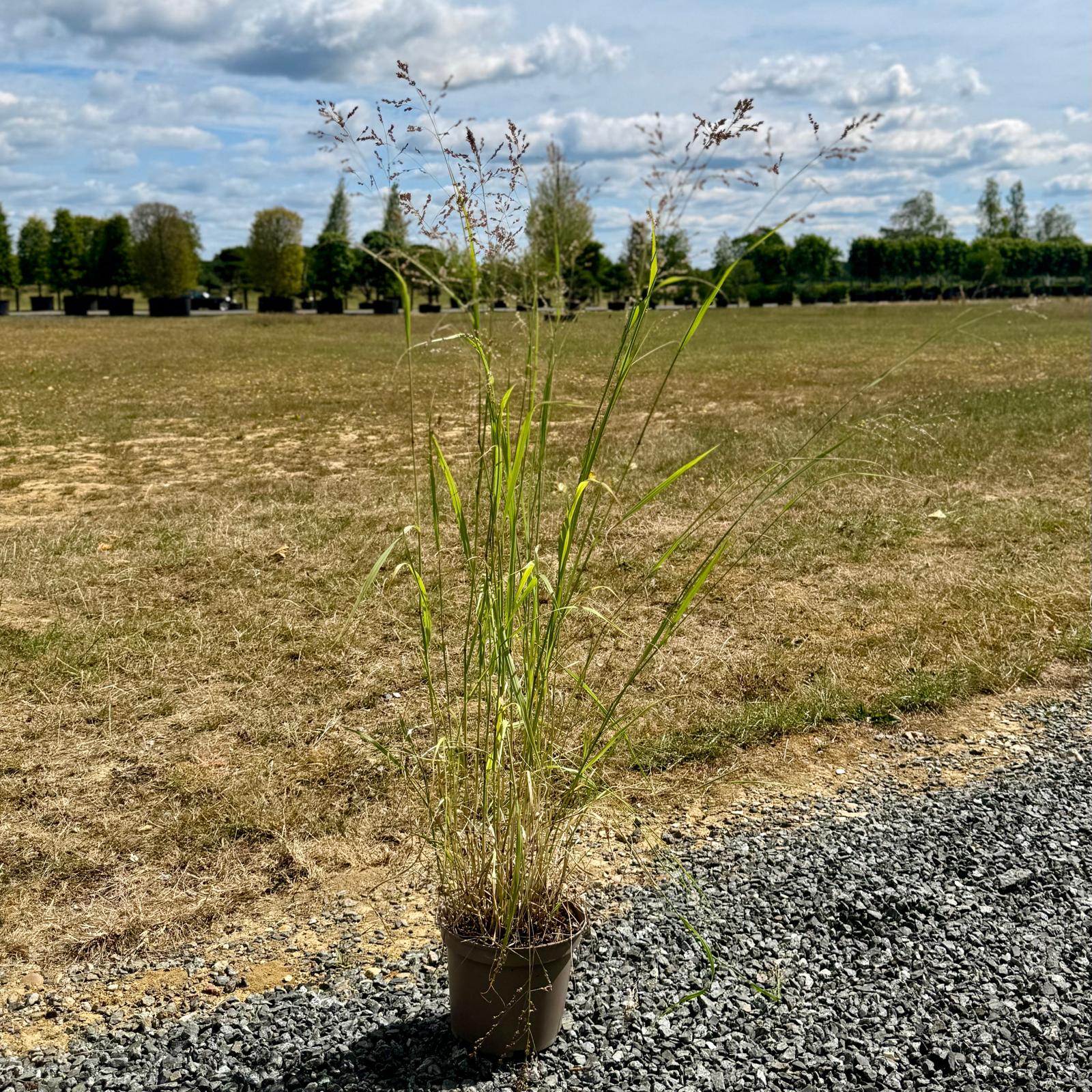 Miscanthus sinensis 'Malepartus' - Image 4