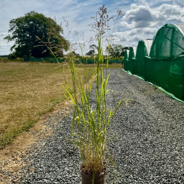 Miscanthus sinensis 'Malepartus' (G1)