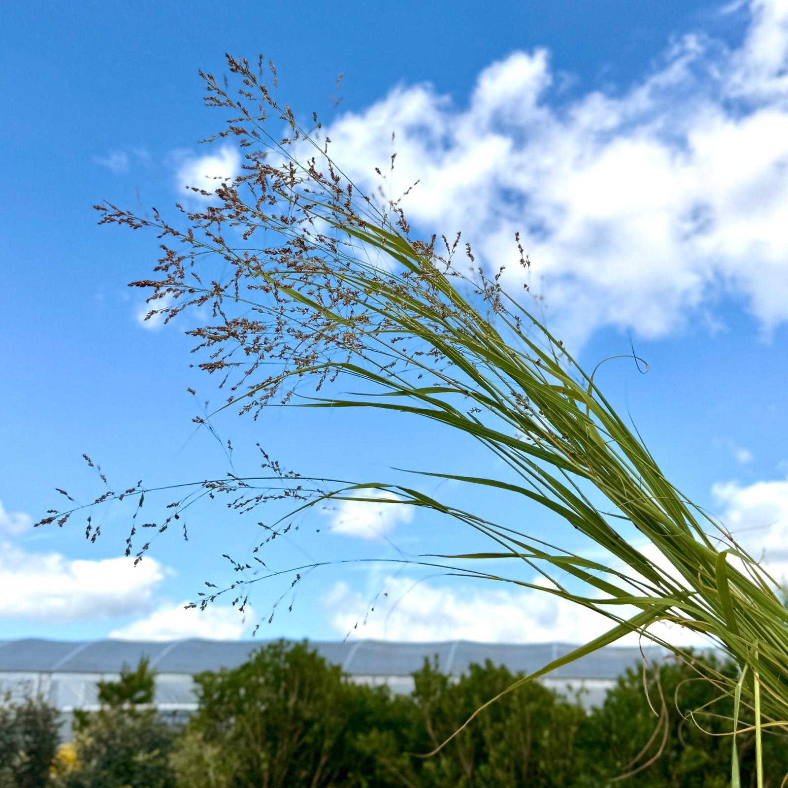 Miscanthus sinensis 'Malepartus' - Image 5