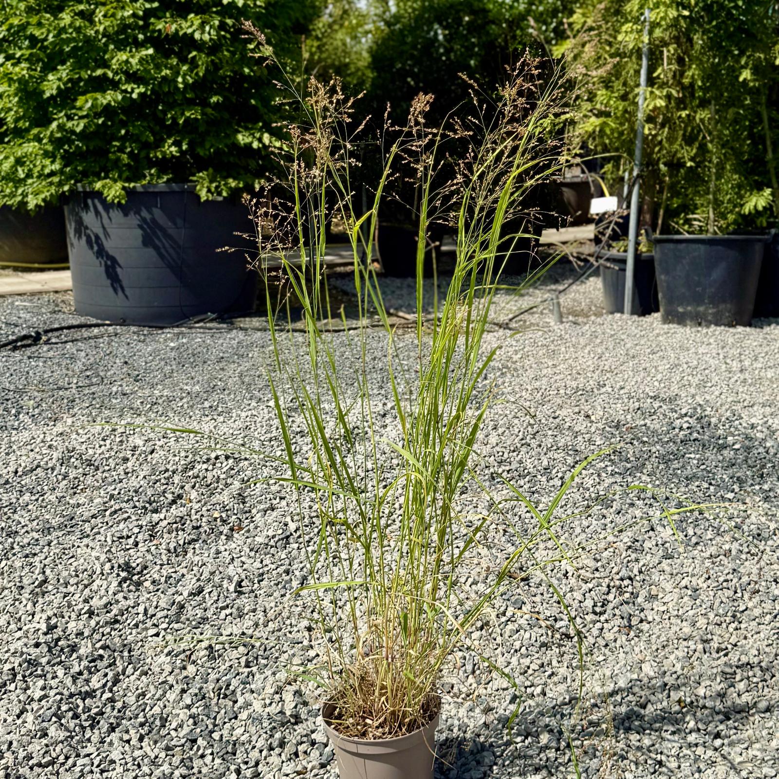 Miscanthus sinensis 'Malepartus' - Image 2