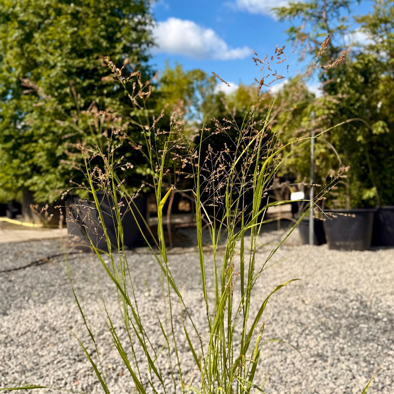 Miscanthus sinensis 'Malepartus' - Image 3