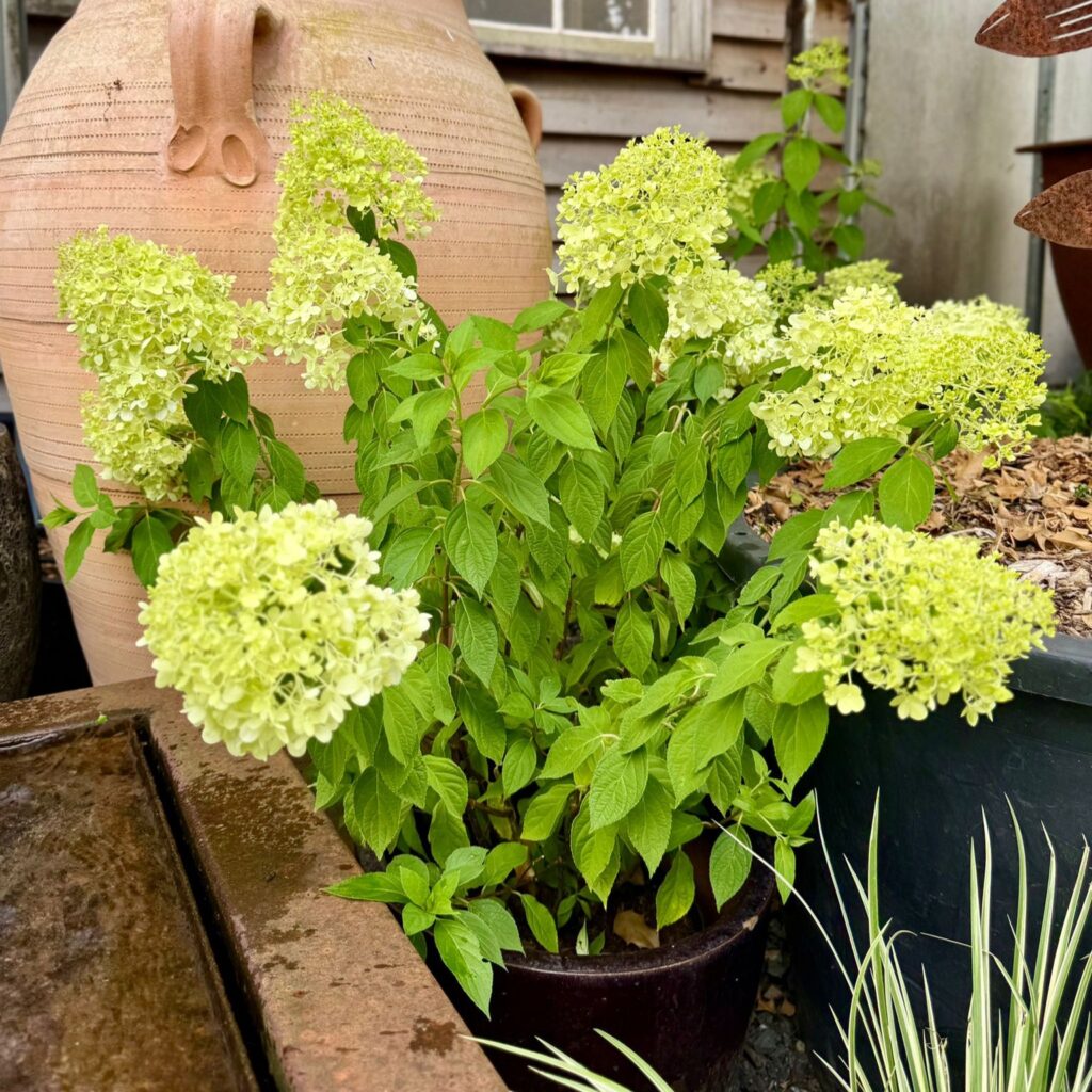 Hydrangea paniculata 'Limelight' - Image 4