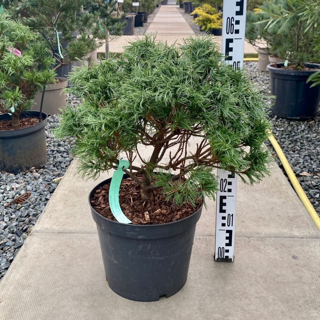 Pinus parviflora 'Blue Angel'