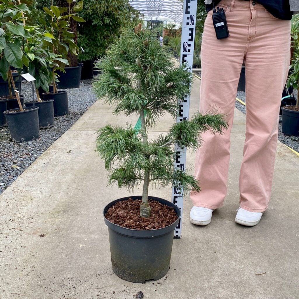 Pinus parviflora 'Blue Angel' - Image 4