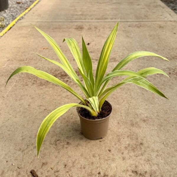 Beschorneria yuccoides 'Flamingo Glow' (P1)