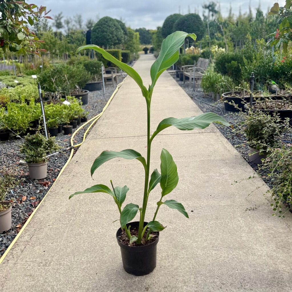 Canna altensteinii - Image 3
