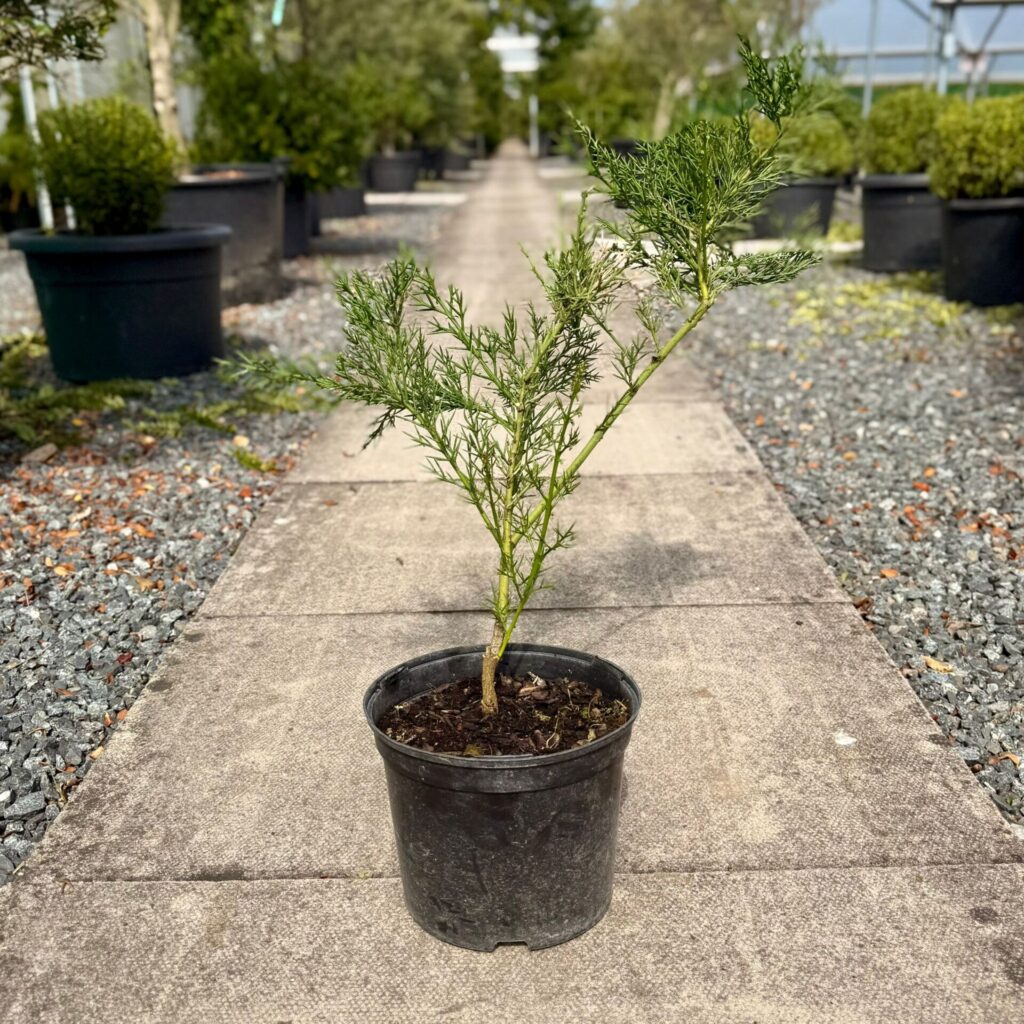 Colletia armata