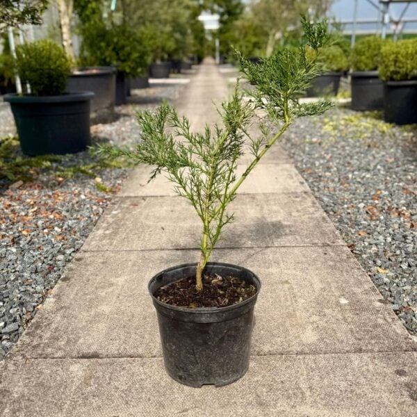 Colletia armata  (HG)