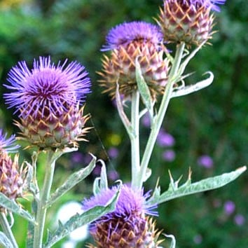 Cynara cardunculus (HGUK)