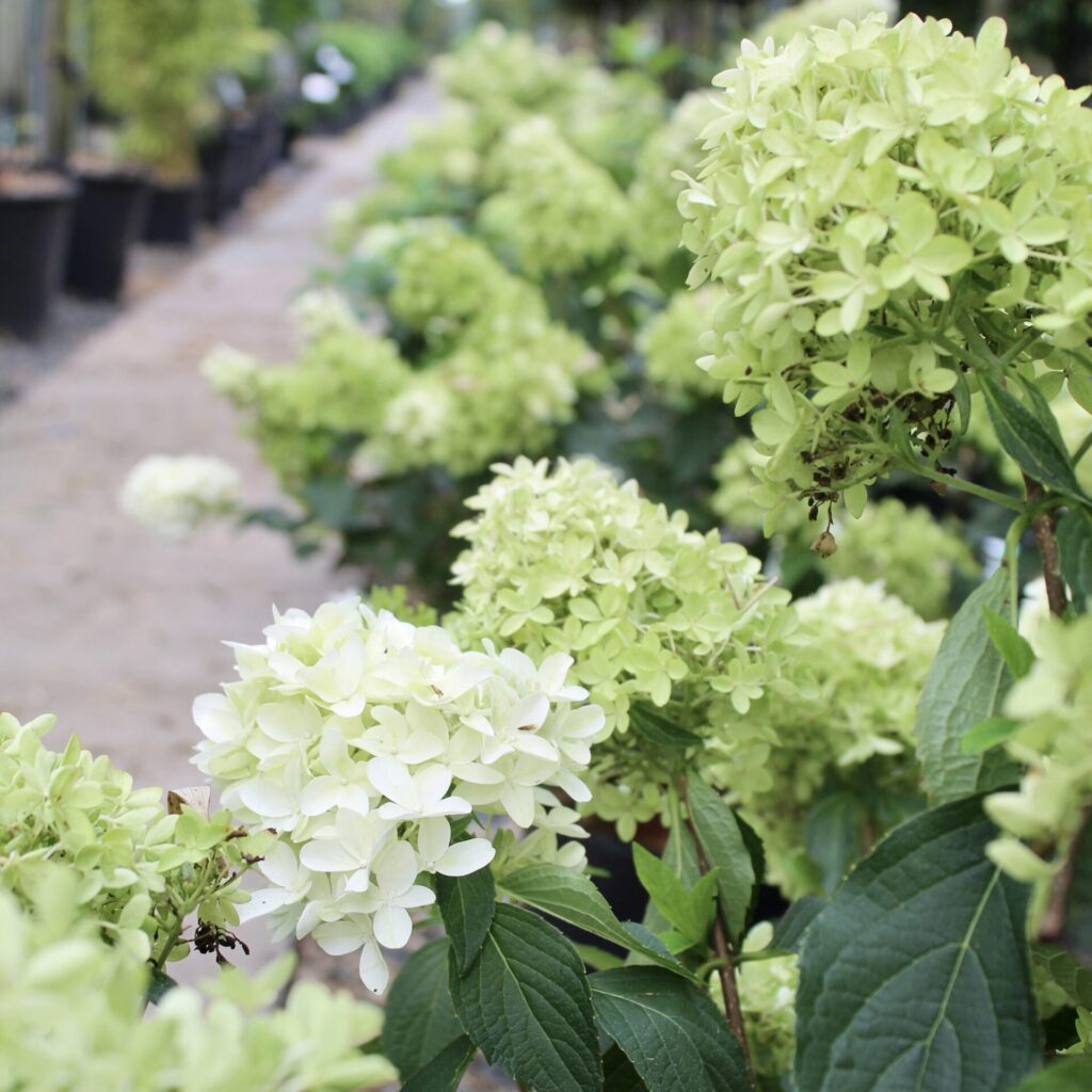 Hydrangea paniculata 'Limelight'