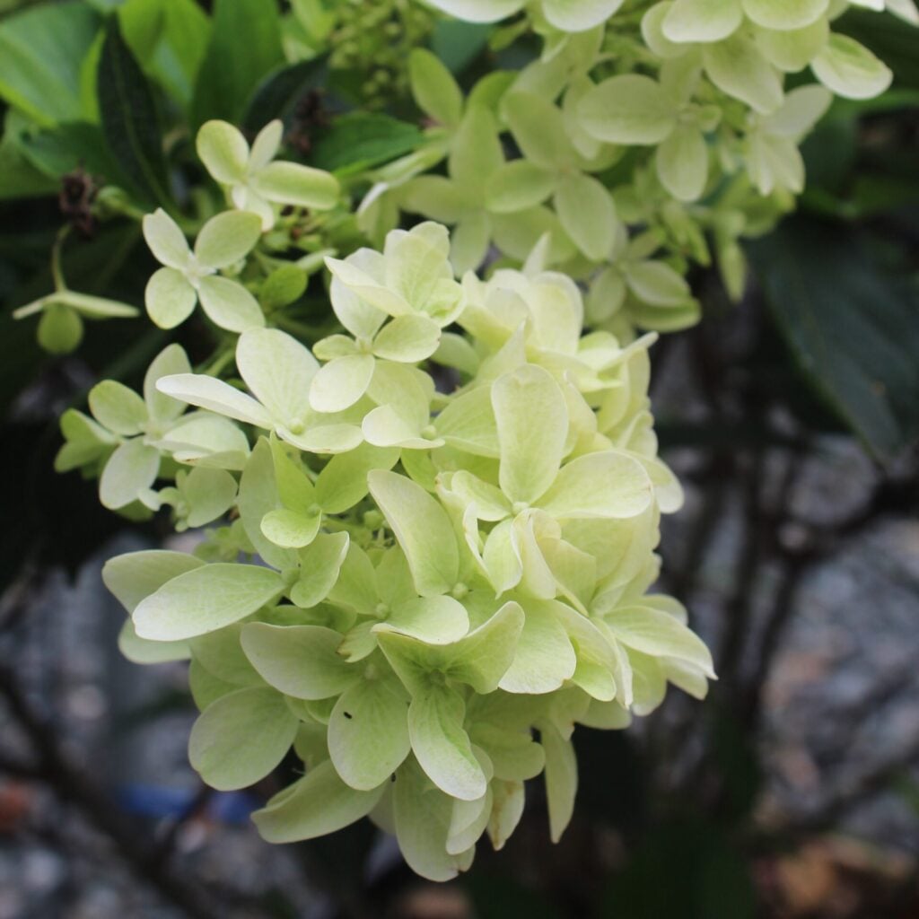 Hydrangea paniculata 'Limelight' - Image 6