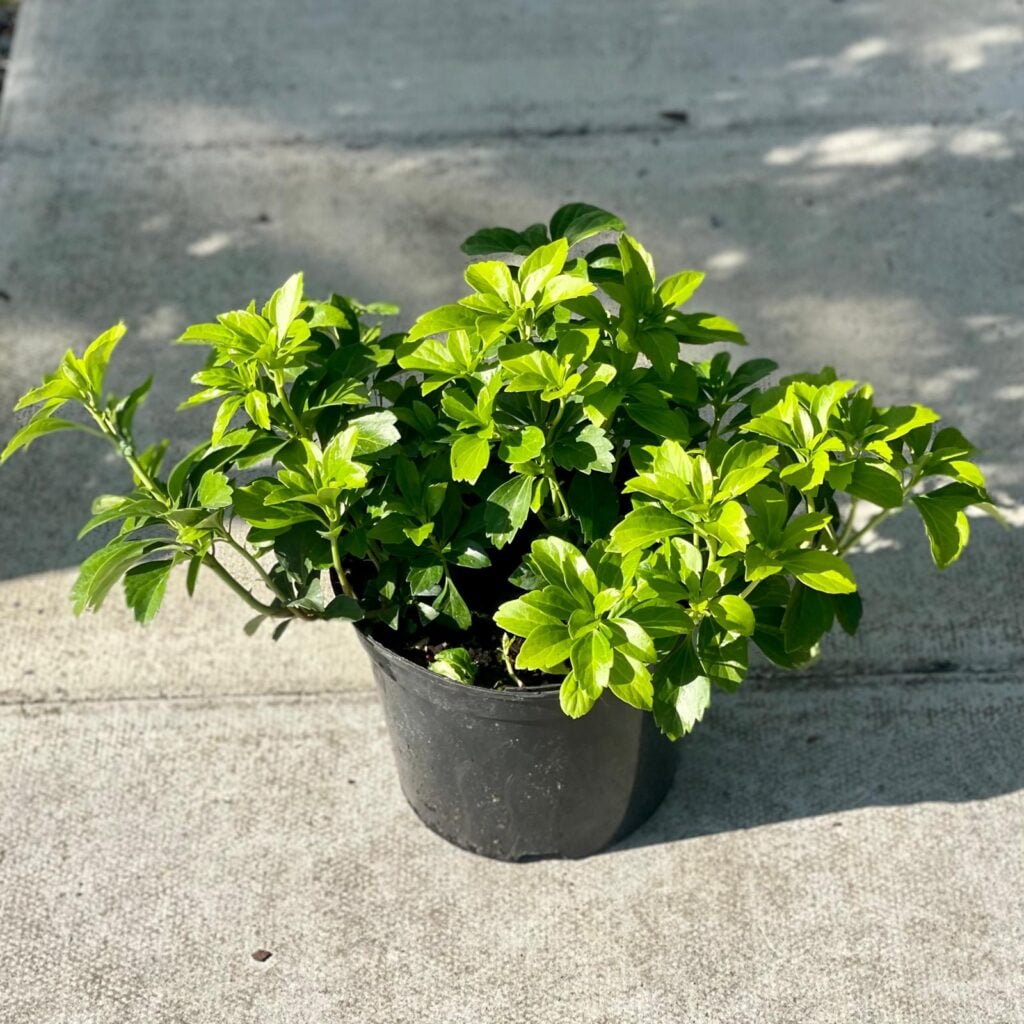 Pachysandra terminalis - Image 2
