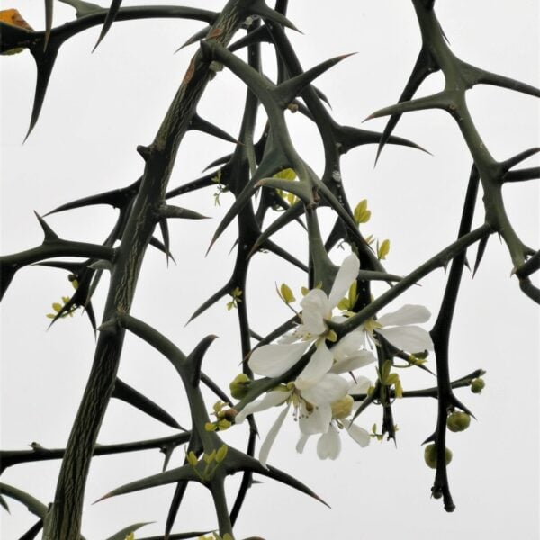 Poncirus trifoliata (V1,HGUK)