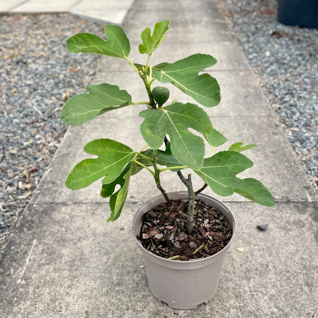 Ficus carica - Image 2