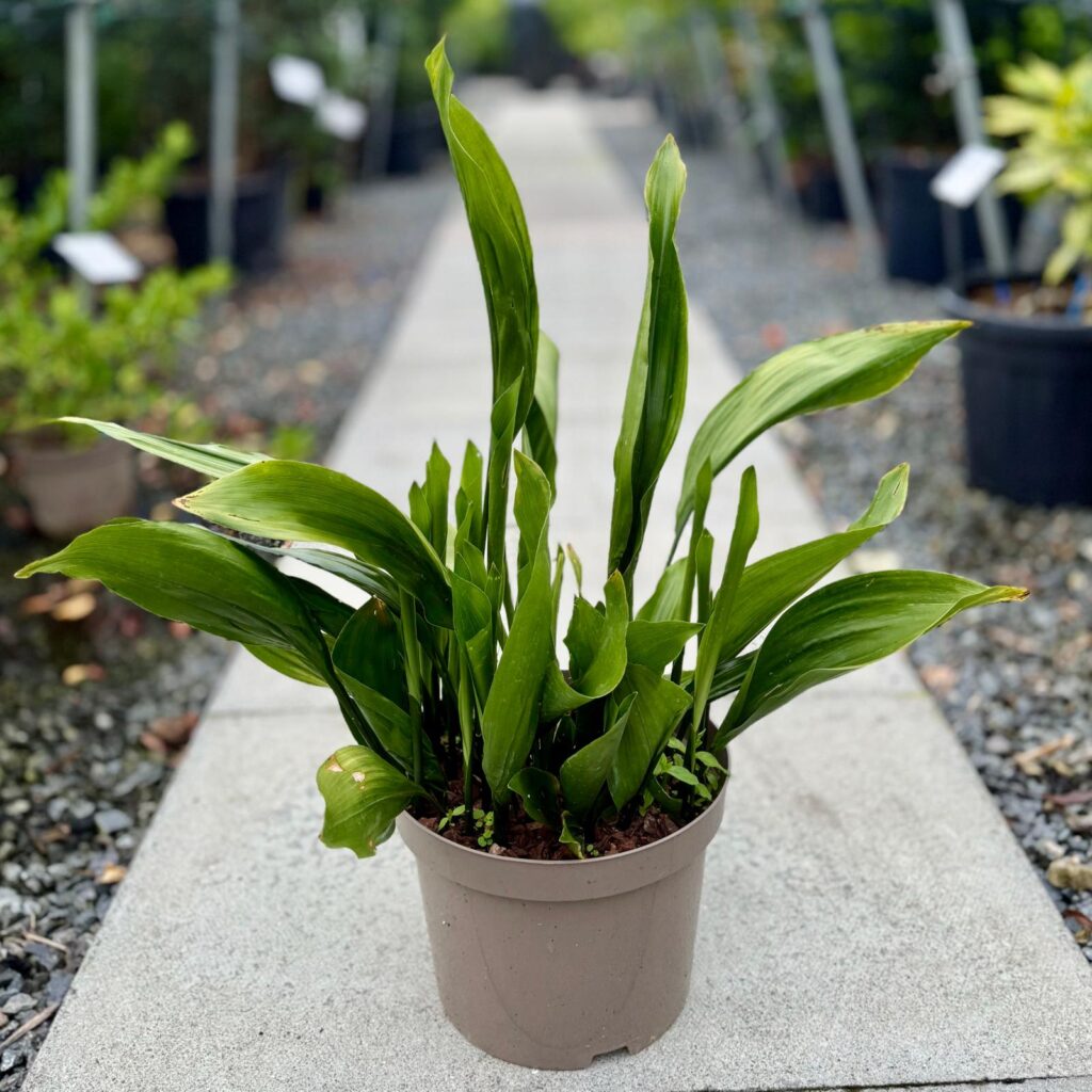 Aspidistra elatior - Image 3
