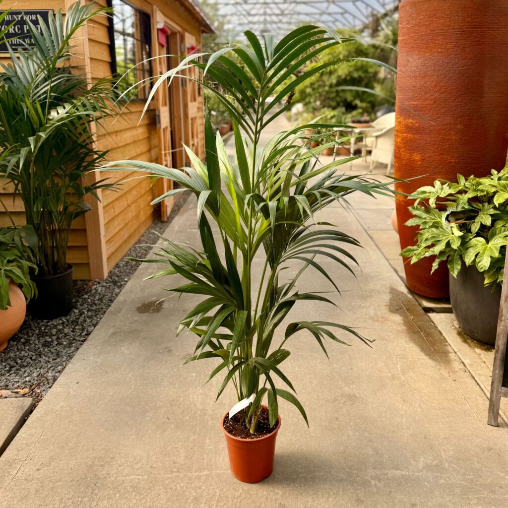 Howea forsteriana - Image 3