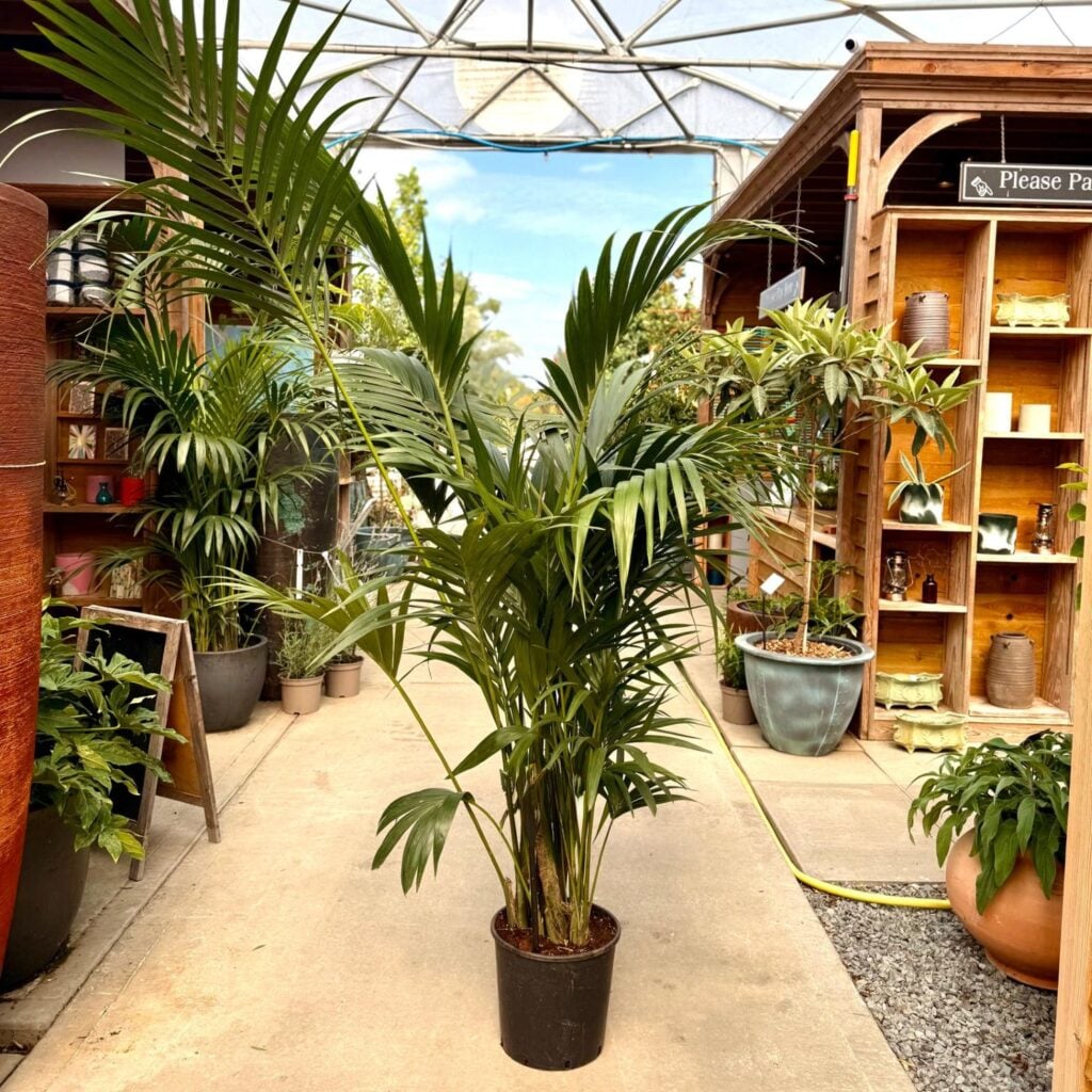 Howea forsteriana - Image 4