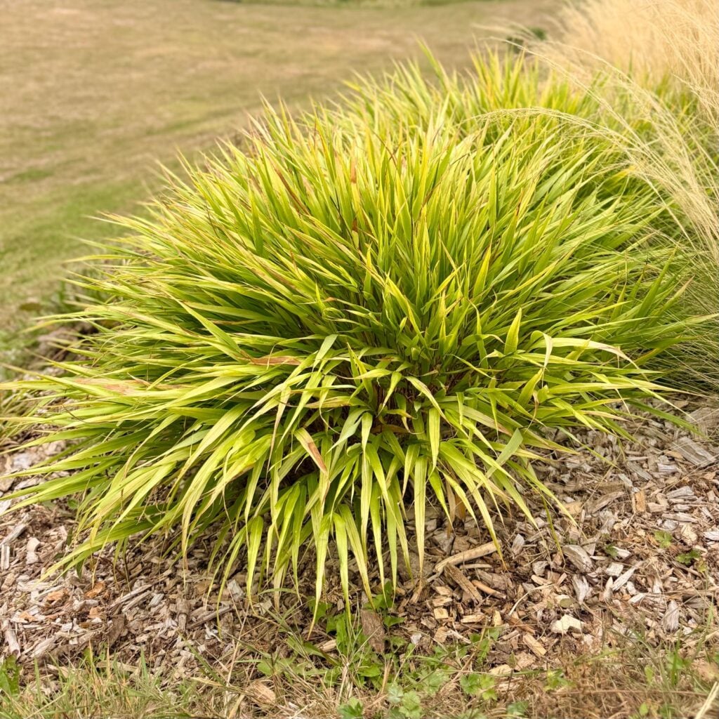 Hakonechloa macra - Image 3