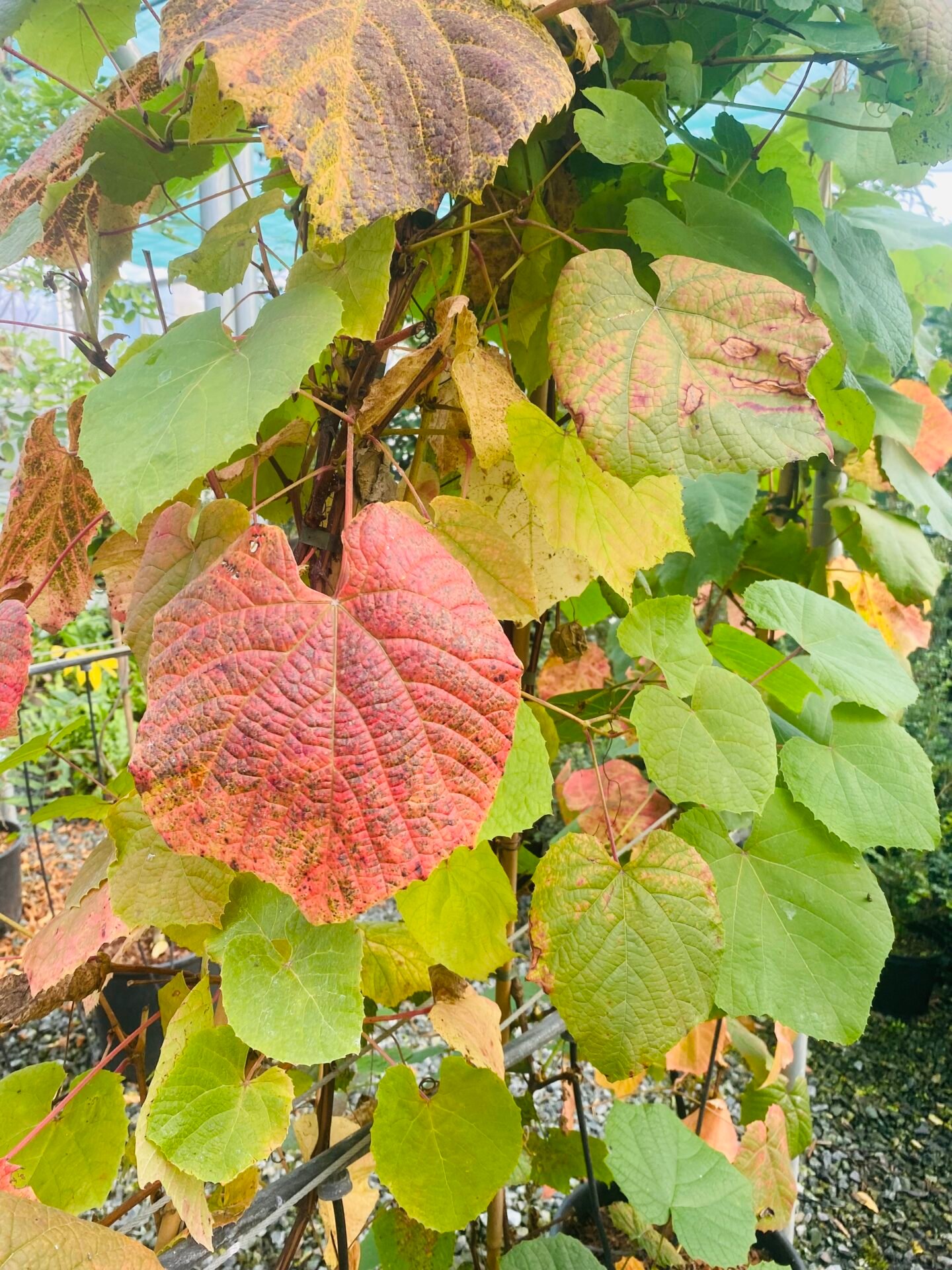 Vitis coignetiae - Image 4