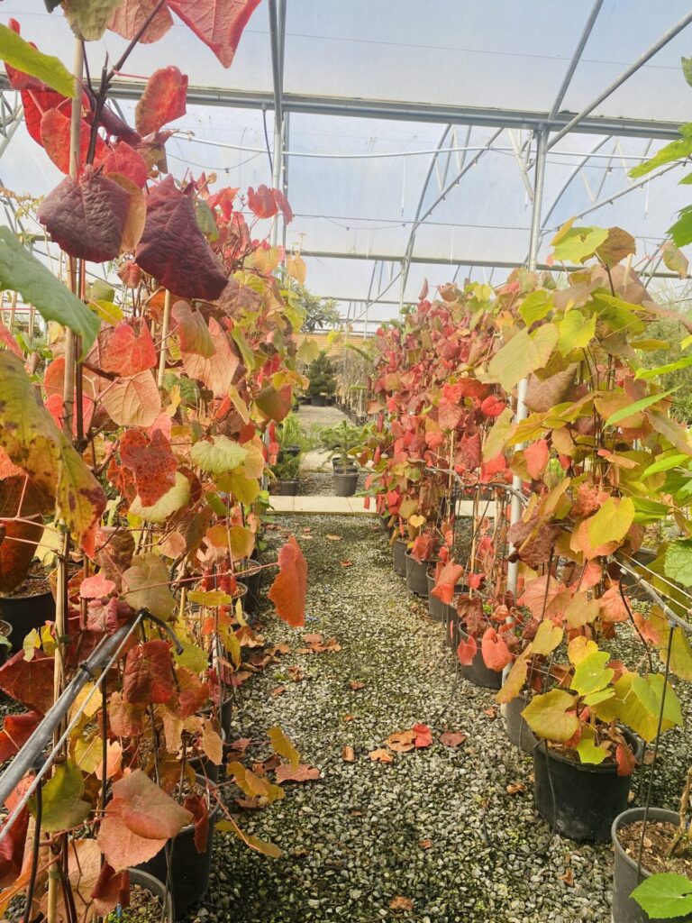 Vitis coignetiae - Image 6