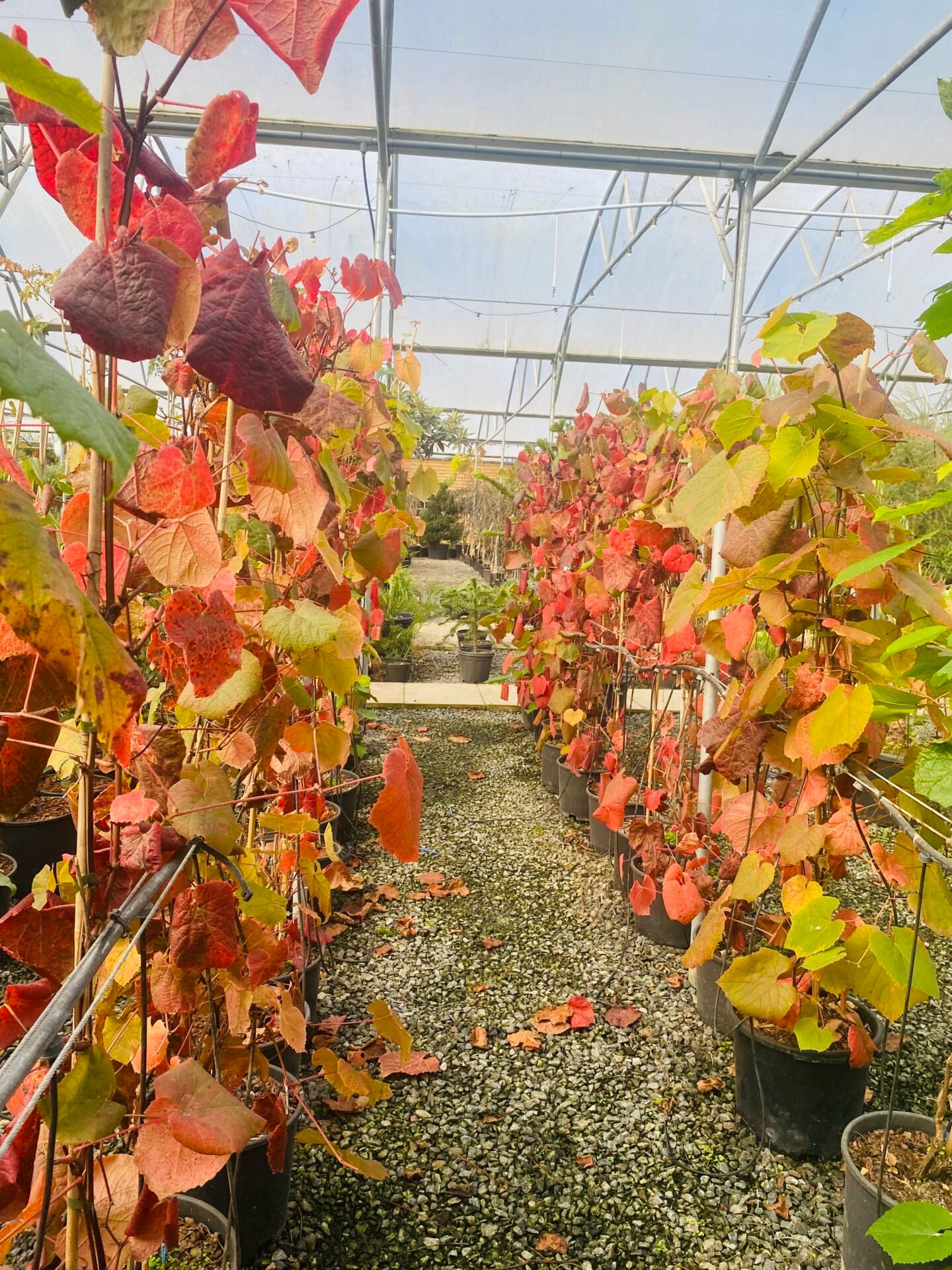 Vitis coignetiae - Image 6