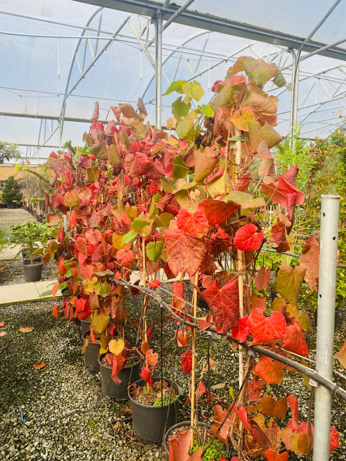 Vitis coignetiae - Image 2