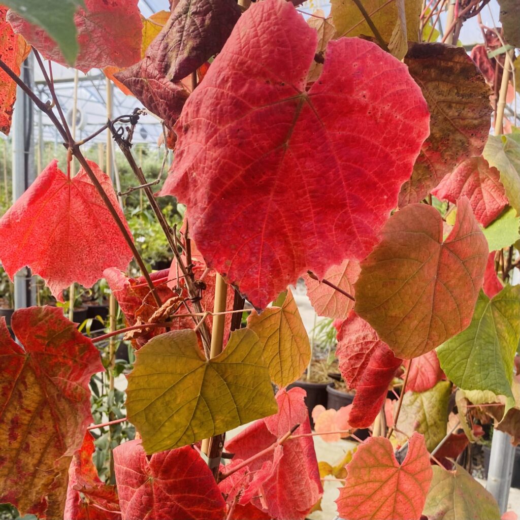 Vitis coignetiae