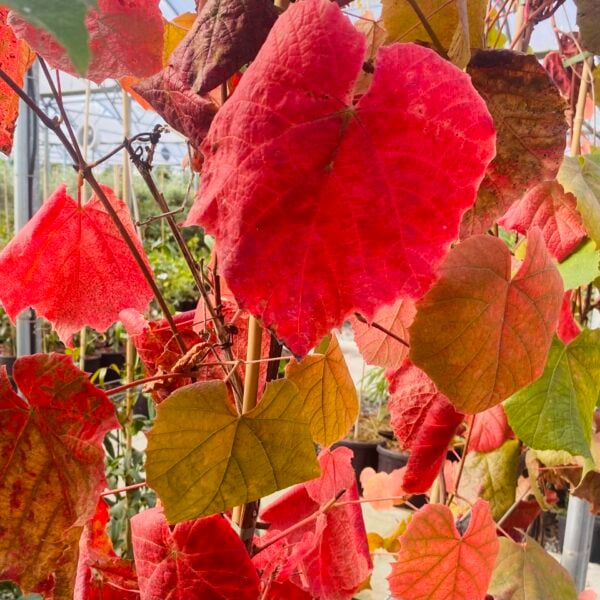 Vitis coignetiae (HG)