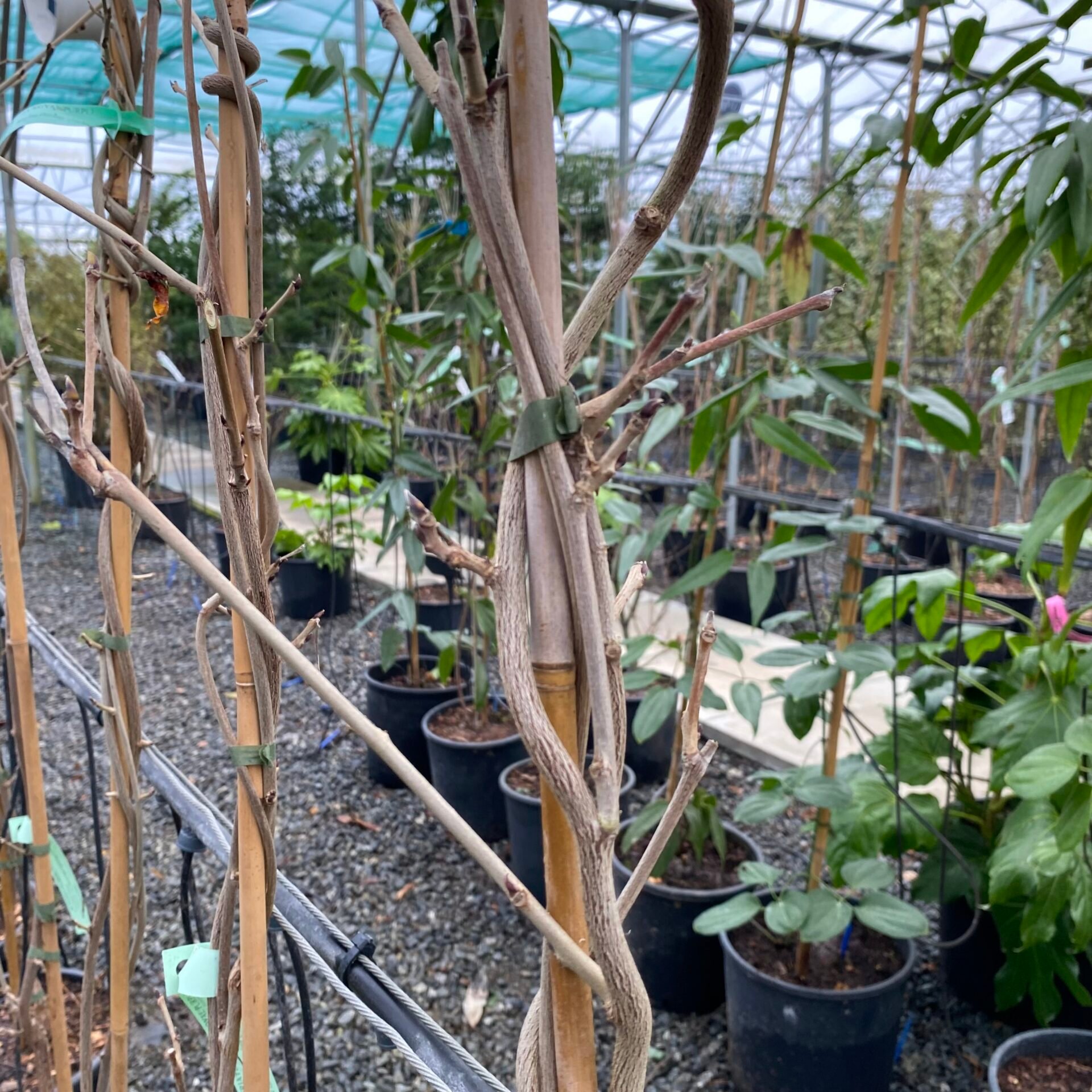 Vitis coignetiae - Image 3