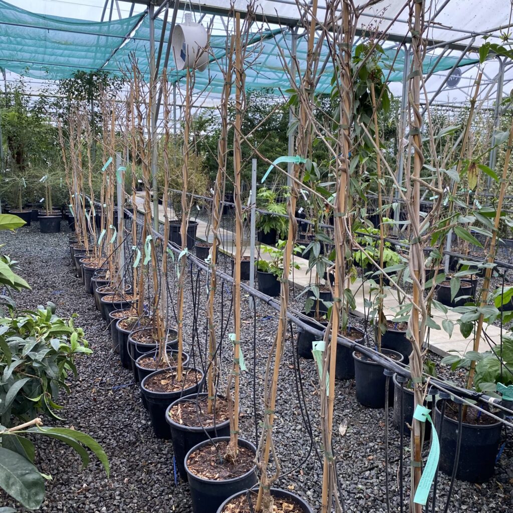 Vitis coignetiae - Image 5
