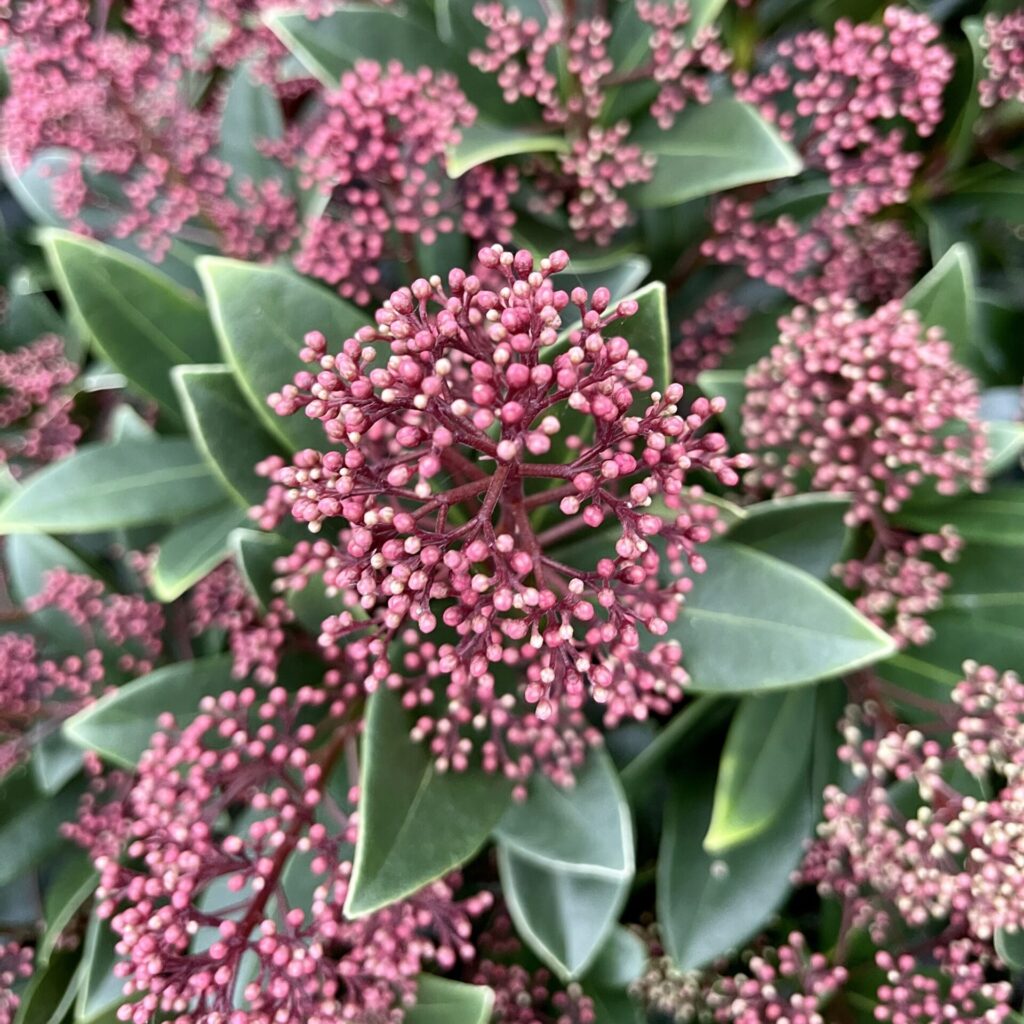 Skimmia japonica Rubella - Image 2