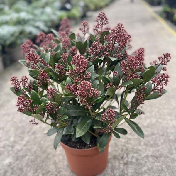 Skimmia japonica Rubella (G1, J1)