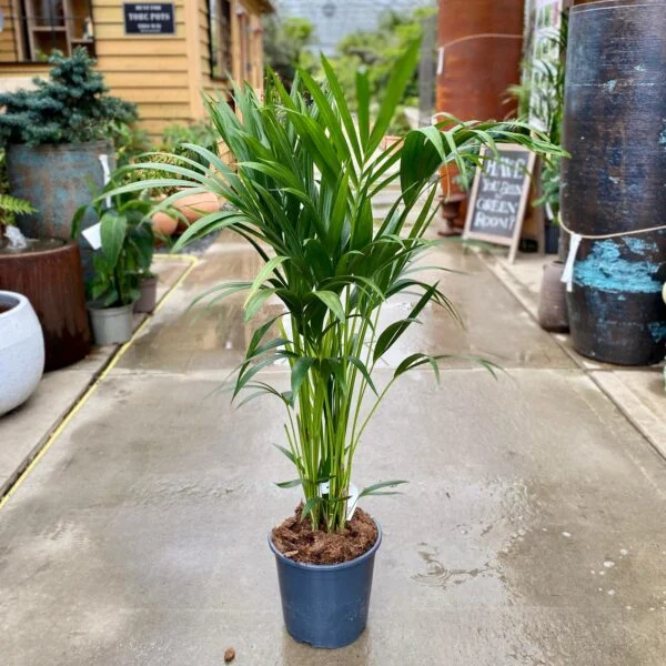 Howea forsteriana  (W1, G1, EV1)