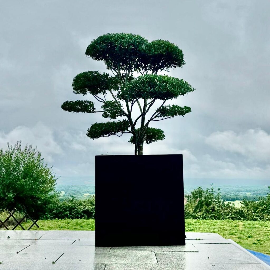 Phillyrea latifolia - Niwaki and Clouds (HG)