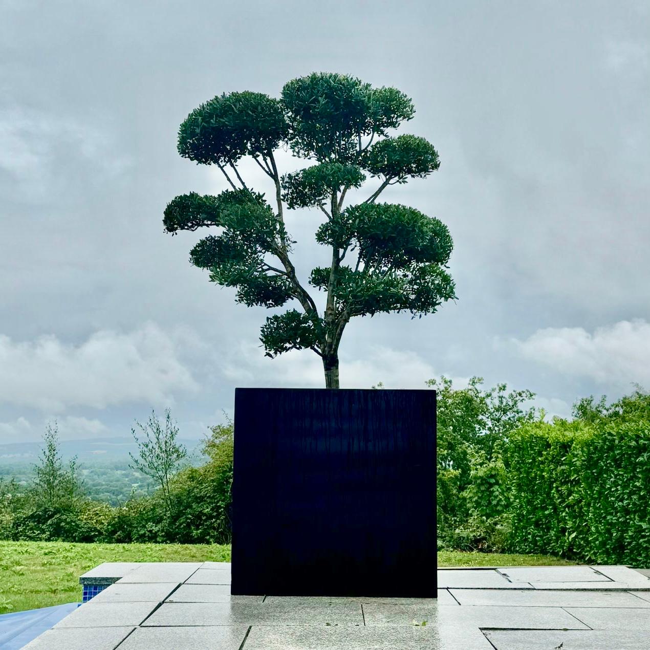 Phillyrea latifolia - Niwaki and Clouds - Image 12