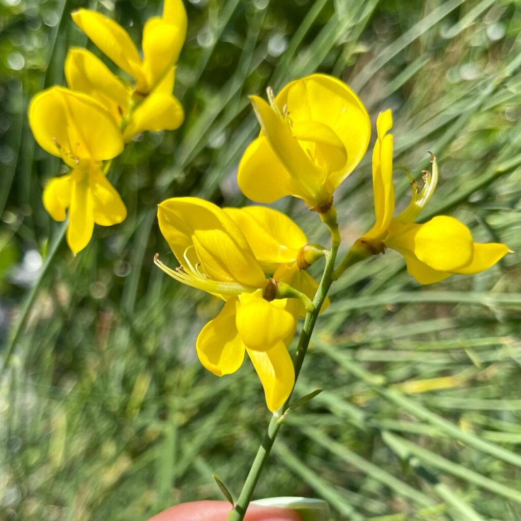 Spartium junceum