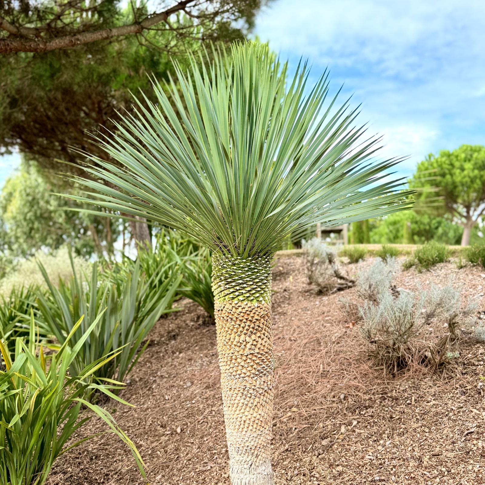 Yucca rostrata - Image 5