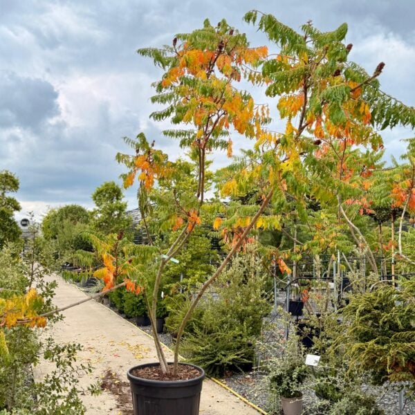 Rhus typhina dissecta (V1)