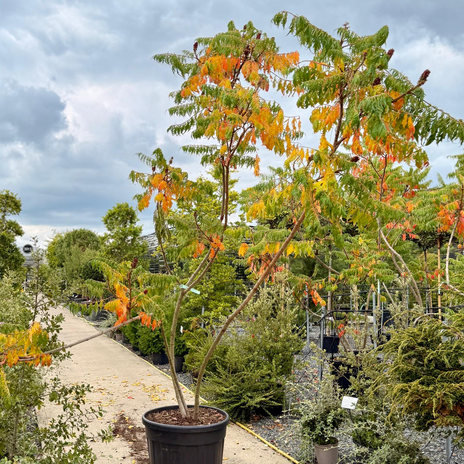 Rhus typhina dissecta