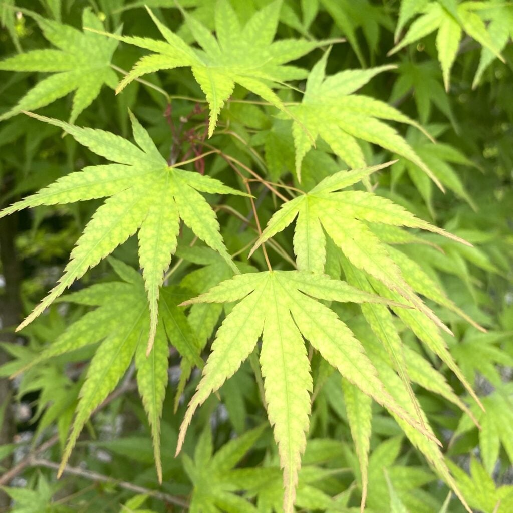 Acer palmatum 'Arakawa' - Image 2